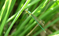 Common Spreadwing (Female, Lestes sponsa)